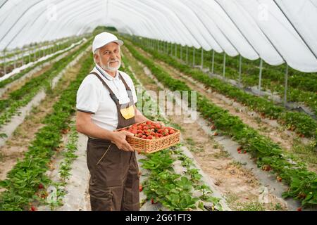 Bell'uomo maturo in berretto bianco e tute in piedi tra la grande piantagione di fragole e cesto di contenimento con frutti di bosco freschi maturi. Concetto di persone e di raccolta. Foto Stock