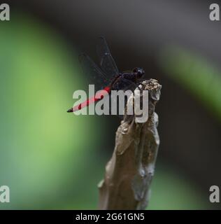 Closeup di libellula nera e rossa che riposa sul ramoscello Zamora, Ecuador. Foto Stock