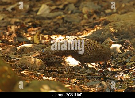 Fagiano grigio pavone (Polyplrctron bicalcaratum bicalcaratum) maschio adulto che beve nella piscina forestale Kaeng Krachen NP, Thailandia Febbraio Foto Stock