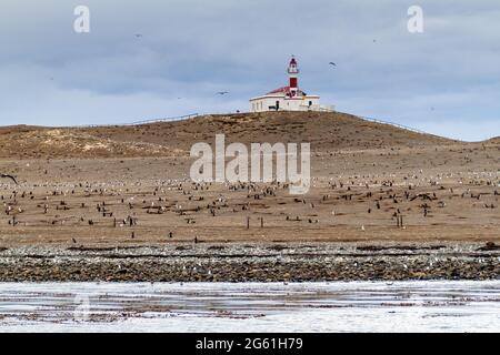 Colonia di pinguini Magellani sull'isola di Isla Magdalena, Cile Foto Stock