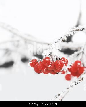 Inverno Viburnum congelato sotto neve. Viburnum nella neve. Bell'inverno. Foto Stock