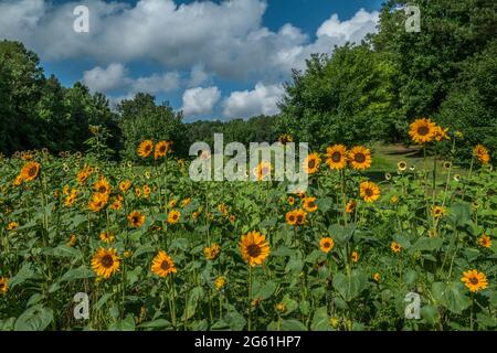 Diverse varietà di girasoli che crescono insieme in un campo agricolo closeup con i boschi e cielo parzialmente nuvoloso sullo sfondo di un sunn luminoso Foto Stock