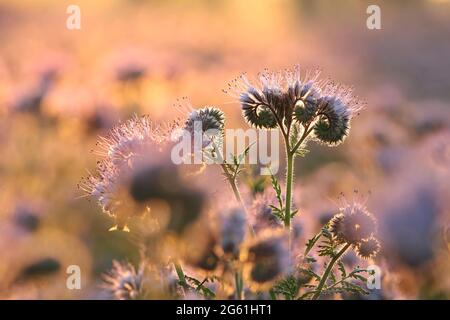 Lacy phacelia in campo durante l'alba Foto Stock