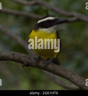 Giallo Tropical Kingbird (Tyrannus melancholicus) che riposa sul ramo Vilcabamba, Ecuador Foto Stock