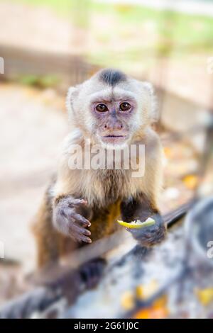 Scimmia cappuccina in una gabbia in cattività mangiare frutta guardando la macchina fotografica, affamata e curiosa, Trinidad e Tobago locali Foto Stock