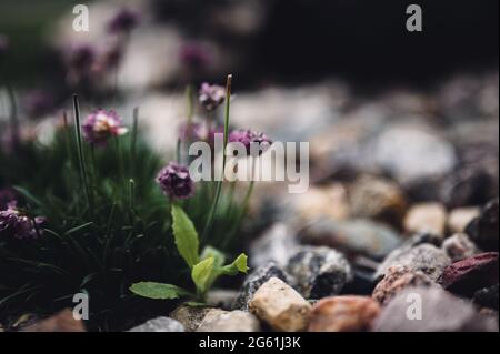 Fuoco selettivo su un singolo tegole che si nasconde in un cerotto di fiori decorativi Foto Stock