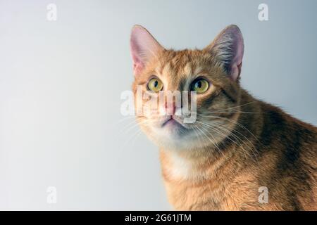 ginger cat primo piano su uno sfondo chiaro Foto Stock