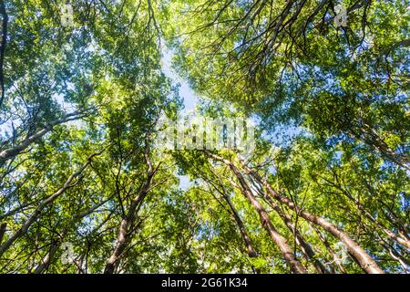 Foresta nel Parco Nazionale Tierra del Fuego, Argentina Foto Stock