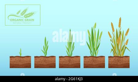 Concetto di illustrazione vettoriale piatto della crescita del grano. Bioprodotti e tecnologie ecologiche Illustrazione Vettoriale