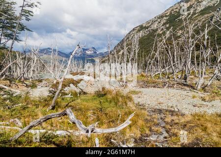 Foresta morta (causata da castori) a Tierra del Fuego, Argentina Foto Stock