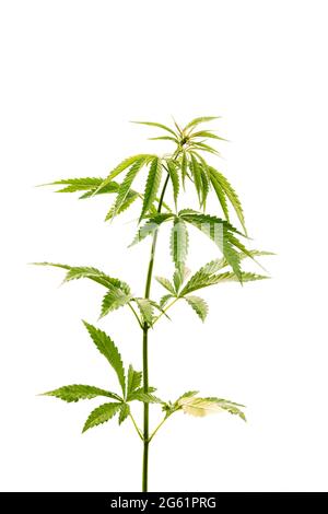 Legal Green Marijuana Cannabis Sprout su sfondo bianco. Isolare Cannabis su sfondo bianco. Bella Cannabis isolato. Marijuana Cannabis pianta Foto Stock