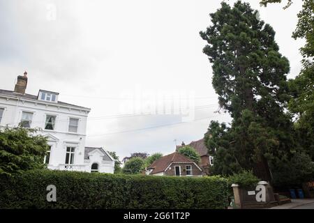 Datchet, Regno Unito. 1 luglio 2021. Un albero di Wellingtonia o sequoia gigante (Sequoiadendron giganteum). I residenti locali della campagna Save Datchet Tree e i consiglieri hanno fatto campagna per salvare l'albero, pensato per essere 150-175 anni e incluso nel Woodland Trust's Ancient Tree Inventory, poiché è stata fatta una domanda per la sua rimozione da parte dei proprietari di una proprietà adiacente. Sebbene il Royal Borough di Windsor e Maidenhead abbia concesso il permesso di rimozione a seguito di una questione di subsidenza, le parti interessate continuano ad esaminare soluzioni alternative. Credito: Mark Foto Stock