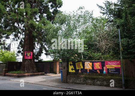 Datchet, Regno Unito. 1 luglio 2021. I banner per la campagna Save Datchet Tree sono raffigurati su e accanto a un albero Wellingtonia o Giant sequoia (Sequoiadendron giganteum). I residenti locali e i consiglieri stanno facendo campagna per salvare l'albero, pensato per essere 150-175 anni e incluso nel Woodland Trust's Ancient Tree Inventory, poiché una domanda è stata fatta per la sua rimozione da parte dei proprietari di una proprietà adiacente. Sebbene il permesso per la sua rimozione sia stato concesso dal Royal Borough di Windsor e Maidenhead a seguito di un problema di subsidenza, le soluzioni alternative continuano ad essere esaminate b Foto Stock