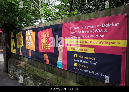 Datchet, Regno Unito. 1 luglio 2021. Un banner per la campagna Save Datchet Tree. I residenti locali e i consiglieri stanno facendo campagna per salvare un albero di Wellingtonia o di sequoia gigante (Sequoiadendron giganteum) pensato per essere 150-175 anni e incluso nel Woodland Trust's Ancient Tree Inventory da quando una domanda è stata fatta per la sua rimozione da parte dei proprietari di una proprietà adiacente. Sebbene il Royal Borough di Windsor e Maidenhead abbia concesso il permesso di rimozione a seguito di una questione di subsidenza, le parti interessate continuano ad esaminare soluzioni alternative. Credito: Mark Ker Foto Stock