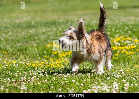 bel cucciolo misto di razza che gioca sul prato in una giornata estiva soleggiato Foto Stock