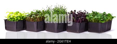 Diversi contenitori con micrograni su sfondo bianco. Micrograni di diverse varietà su una foto banner. Micrograni di ravanello, girasole Foto Stock