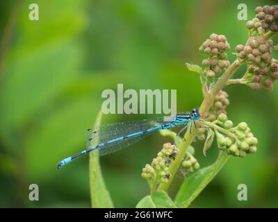 Comune Blue Damselfly, Enallagma cyathigerum, sul fusto di fronte a sfondo sfocato stagno naturale. Foto Stock