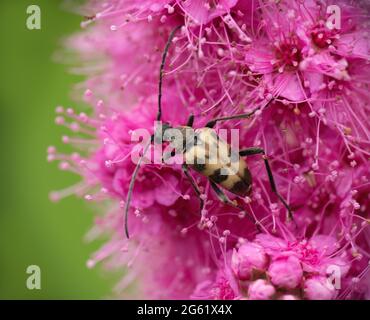 Longhorn Beetle speckled su fiore rosa, Regno Unito. Pachytodes cerambyciformis. Foto Stock