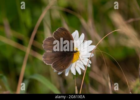 Prato marrone (Maniola jurtina) farfalla Foto Stock