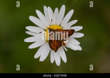 Skipper maschio grande (Ochlodes sylvanus) Foto Stock