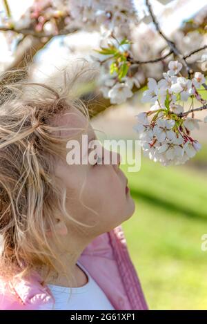 Sakura fiorisce. La ragazza gode del profumo dei fiori di ciliegio giapponesi. Sakura fiorisce in giappone in primavera. Foto Stock