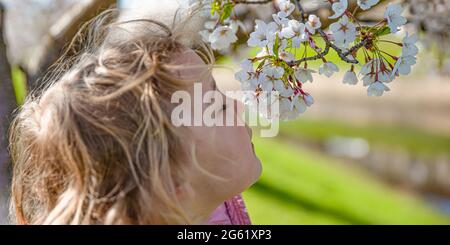 Fioritura dei ciliegi. La ragazza gode del profumo dei fiori di ciliegio giapponesi. Fioritura dei ciliegi in giappone in primavera. Foto Stock