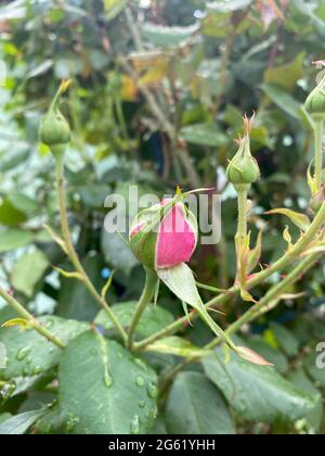 Un germoglio di rose che inizia a fiorire vista ravvicinata di esso Foto Stock