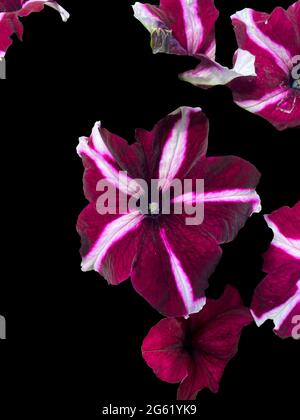 Rosso bianco giardino petunia in fiore vista ravvicinata isolato su nero Foto Stock