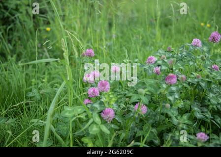 estremo primo piano dell'infiorescenza rosa di trefolium pratense o trifoglio rosso Foto Stock