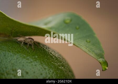 Piccolo ragno nascosto dalla pioggia sotto una foglia di limone – Macro shot Foto Stock