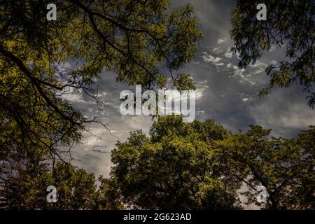 Una vista delle cime degli alberi contro un cielo molto arrabbiato Foto Stock