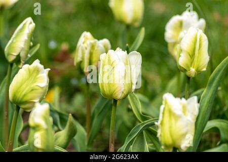 View of beautiful yellow tulips flowers. Foto Stock