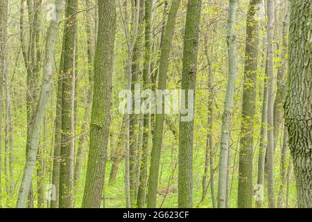 Sfondo della foresta con alberi verdi in primavera. Foto Stock