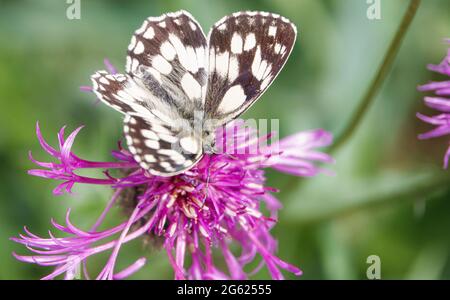 Farfalla bianca marmorizzata (Melanargia galatea) che si nuote su un bel fiore rosa maggiore di alghe (Centaurea scabiosa) Foto Stock