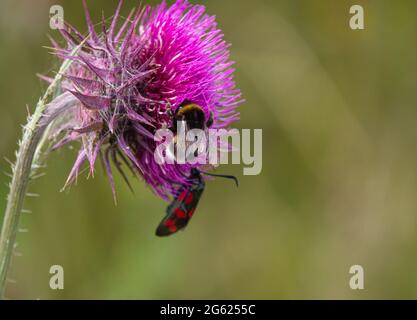 Una falena burnett a sei punti (Zygaena filipendulae) e un bumblebee dalla coda bianca (Bombus lucorum) si nutrono di un Thistle Musk (nutans Carduus) di colore rosa scuro Foto Stock