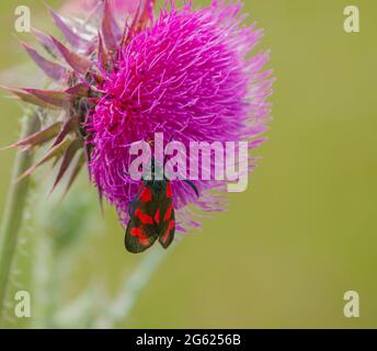 Una falena burnett a sei punti (Zygaena filipendulae) che si nutre di una bella testa di fiore rosa scuro di un Thistle Musk (nutans Carduus) che cresce selvatico Foto Stock