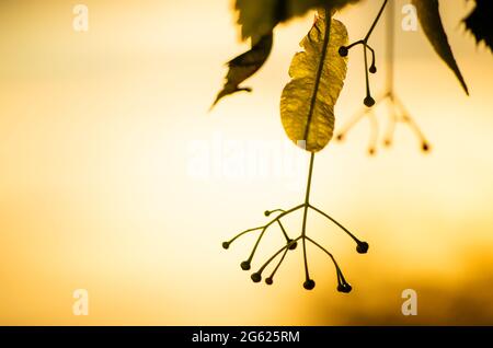 Il fiore dell'albero di Linden circa fiorire vicino in su bagnato nella luce del tramonto con lo spazio di copia Foto Stock