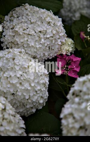 Infiorescenze bianche da idrangea viste da vicino con fogliame Foto Stock