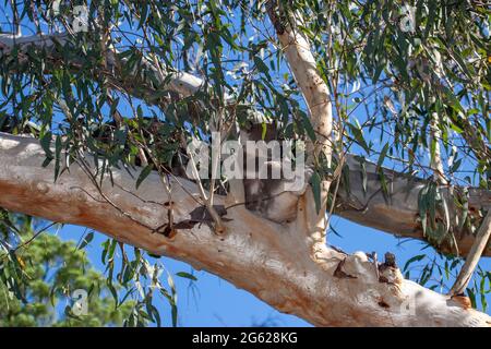 Koala dormire in Gum Tree Foto Stock