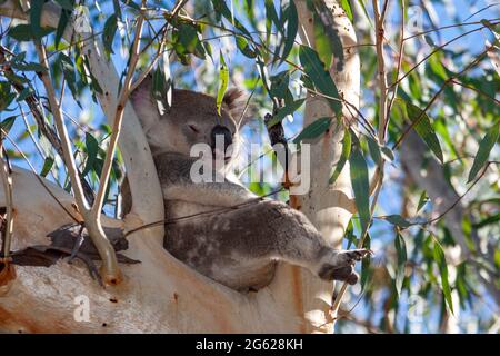 Koala dormire in albero gengivale Foto Stock