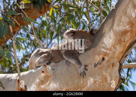 Koala dormire in albero gengivale Foto Stock