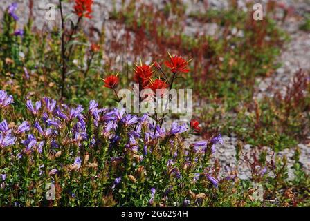 Fiori selvatici in un Mt. Prato di Sant'Elena Foto Stock