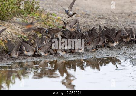 Cliff Swallows, Petrochelidon pirrhonota, raccolta di fango per la costruzione di nidi nella San Joaquin Valley della California, Merced County. Foto Stock