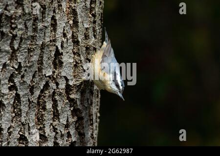 Una femmina adulta di Nuthatch di razza rossa, Sitta canadensis, si muove lungo un tronco di albero alla ricerca di cibo nella valle californiana di San Joaquin. Foto Stock