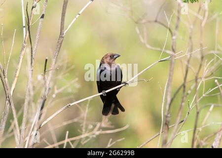 Un adulto maschio Cowbird testa marrone, Molothrus ater, posa in un habitat montano sulla California San Luis National Wildlife Refuge. Foto Stock