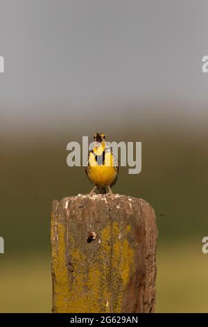 Un adulto che riproduga il Western Meadowlark, Sturnella negriecta, canta da un palo di recinzione in legno presso il San Luis National Wildlife Refuge della California. Foto Stock