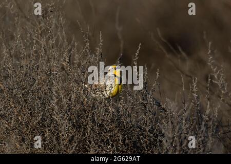 Un adulto che alleva il maschio Western Meadowlark canta da un gruppo di erbacce al San Luis NWR nella San Joaquin Valley della California, nella contea di Merced. Foto Stock