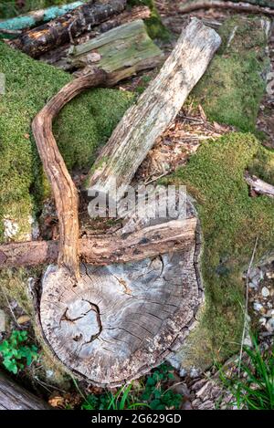 Pezzi di legno di albero e un ceppo tagliato di log in mattina luce del sole con muschio coperto di sfondo. Foto Stock