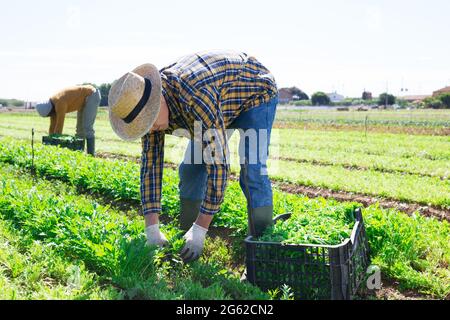 Coltivatore che raccoglie e peeling mizuna verde su campo Foto Stock