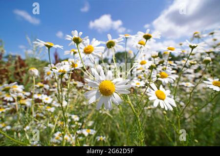 Camomilla, fiori di camomilla che crescono selvaggi in un campo primo piano Foto Stock